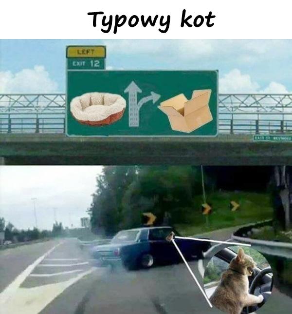 Typowy kot