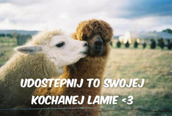 Udostępnij to swojej ukochanej lamie