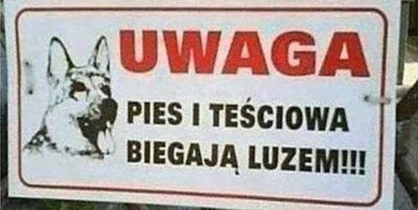 Uwaga pies i teściowa biegają luzem