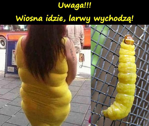 Uwaga!!! Wiosna idzie, larwy wychodzą