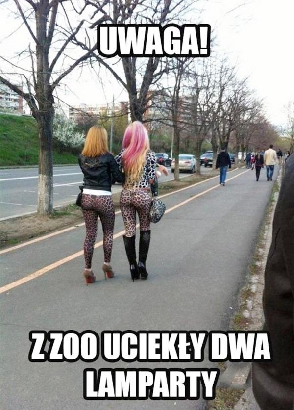 Uwaga z zoo uciekły dwa lamparty