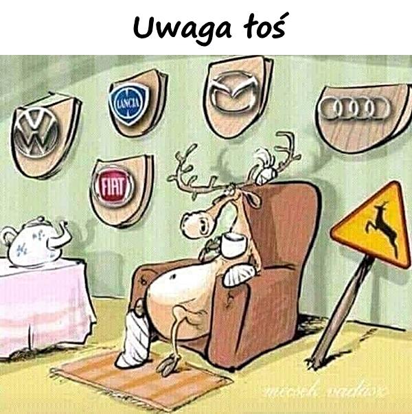 Uwaga łoś