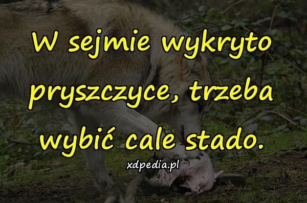 W sejmie wykryto pryszczyce, trzeba wybić cale stado