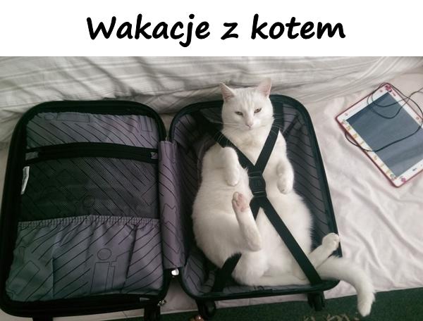 Wakacje z kotem