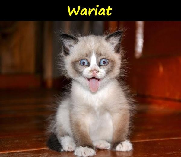 Wariat