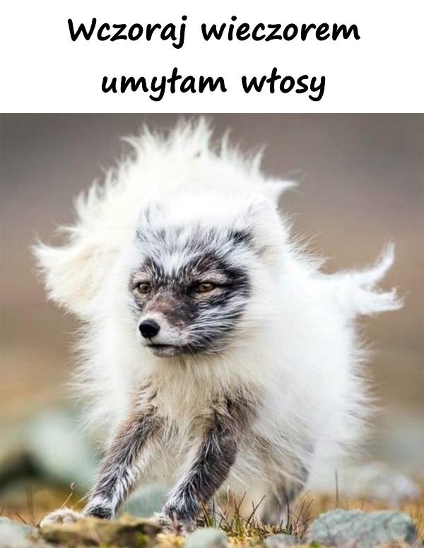 Wczoraj wieczorem umyłam włosy