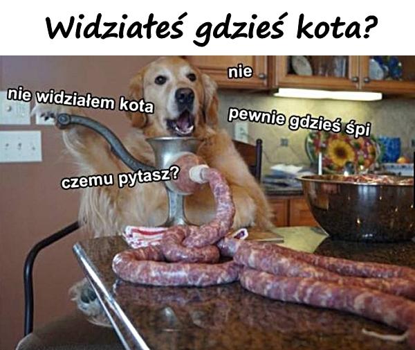 Widziałeś gdzieś kota