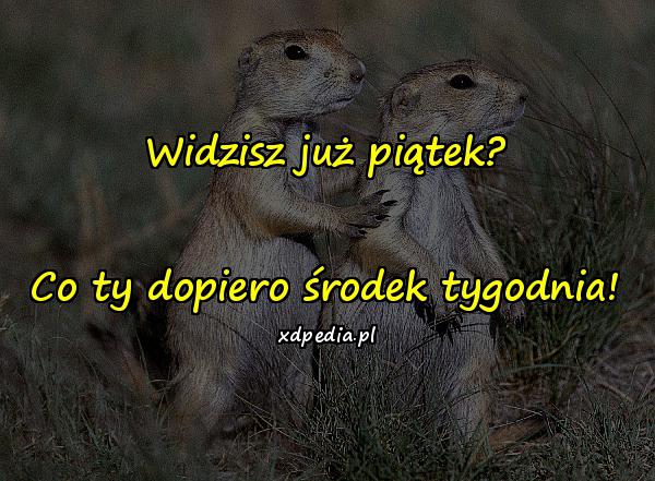 Widzisz już piątek? Co ty dopiero środek tygodnia