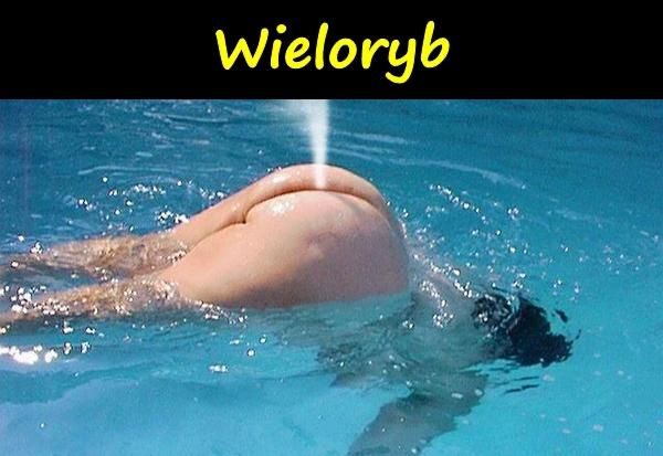 Wieloryb