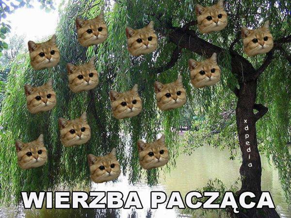 Wierzba pacząca