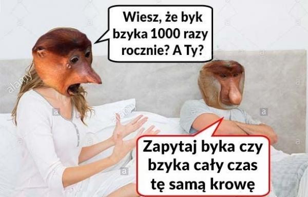 - Wiesz, że byk bzyka 1000 razy rocznie? A ty? - Zapytaj