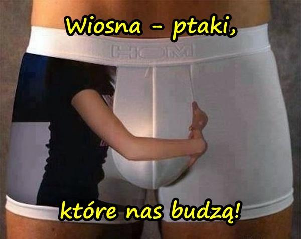 Wiosna - ptaki, które nas budzą