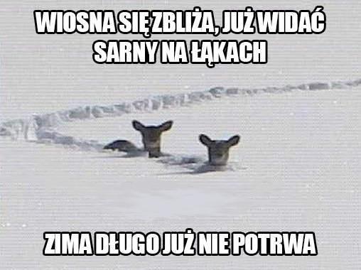 Wiosna się zbliża, już widać sarny na łąkach. Zima długo