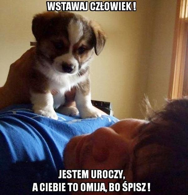 Wstawaj człowiek! Jestem uroczy, a Ciebie to omija, bo