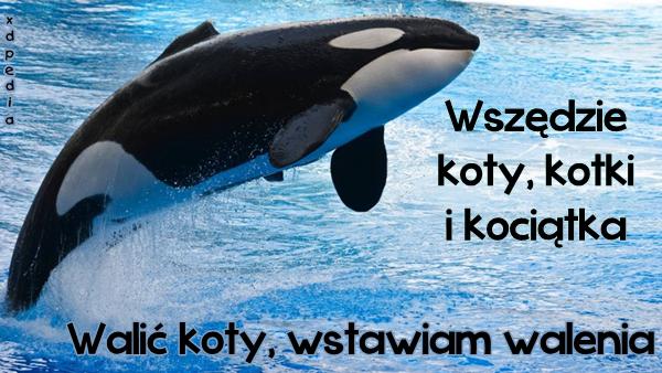 Wszędzie koty, kotki i kociątka... Walić koty, wstawiam