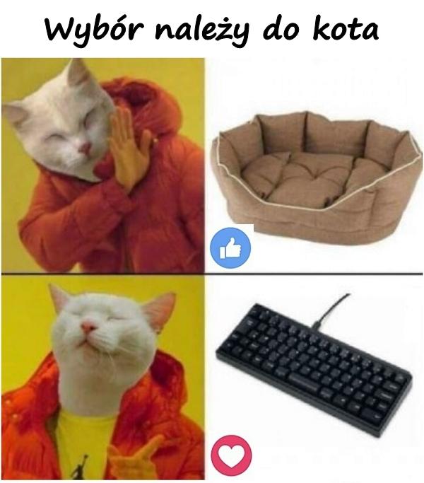 Wybór należy do kota