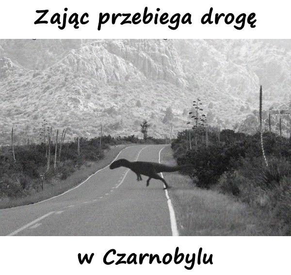 Zając przebiega drogę w Czarnobylu