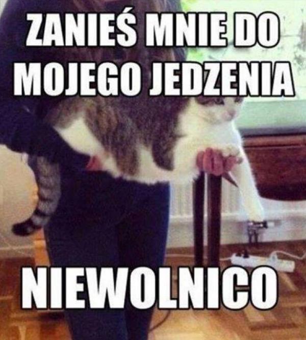 Zanieś mnie do mojego jedzenia niewolnico