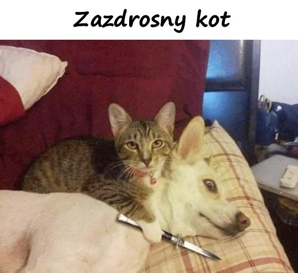 Zazdrosny kot