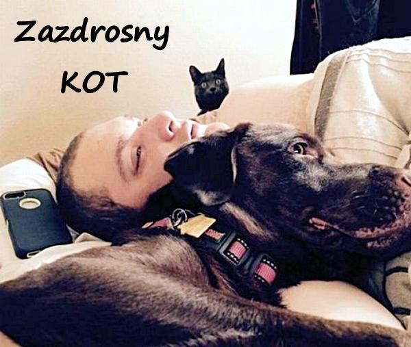 Zazdrosny KOT