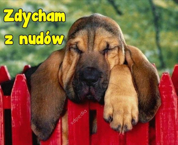 Zdycham z nudów