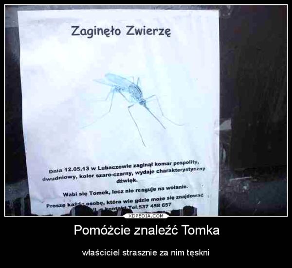 Zginęło zwierzę! Dnia 12.05.13 w Lubaczowie zaginął komar