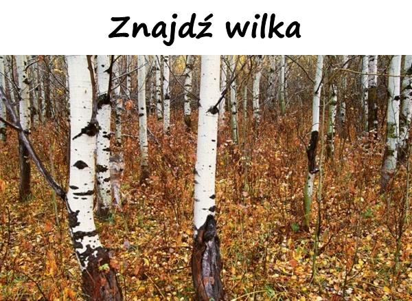 Znajdź wilka