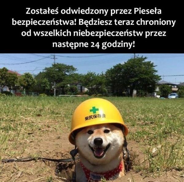 Zostałeś odwiedzony przez Pieseła bezpieczeństwa! Będziesz