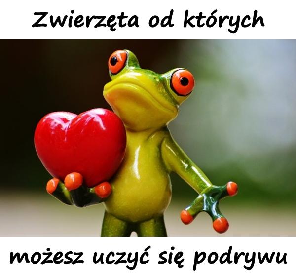 Zwierzęta od których możesz uczyć się podrywu