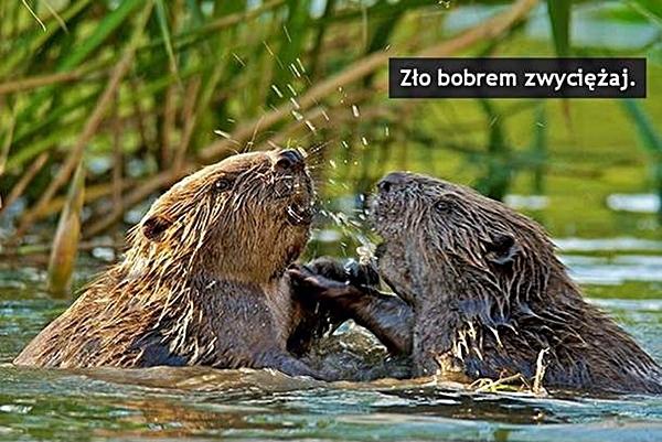 Zło bobrem zwyciężaj