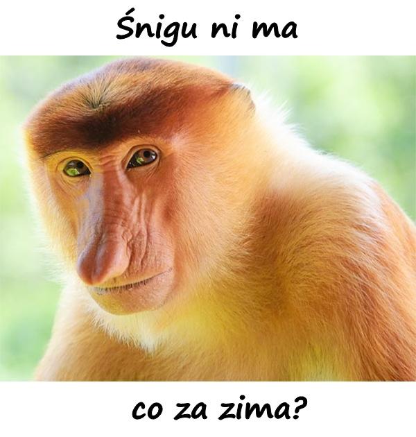 Śnigu ni ma co za zima