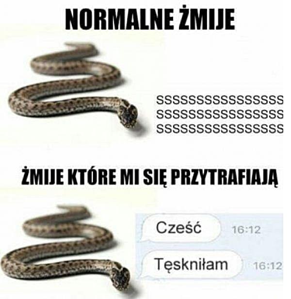 Żmije które mi się przytrafiają