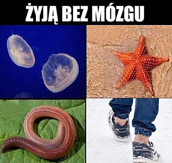 Żyją bez mózgu