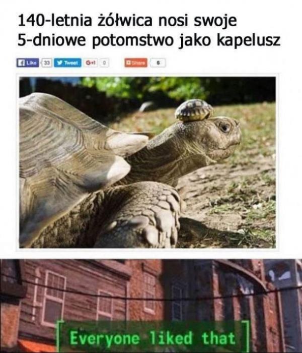 Żółwica nosi swoje potomstwo jako kapelusz