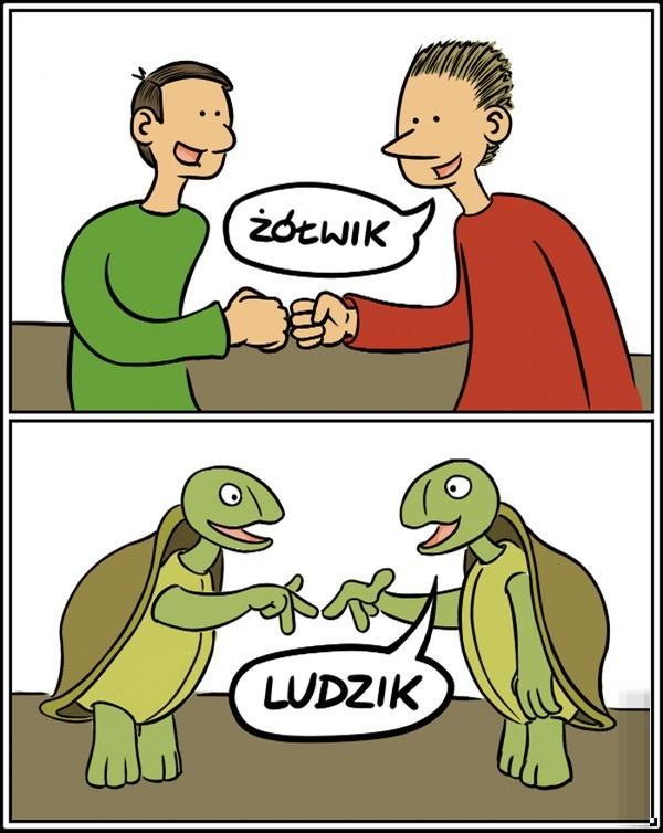 Żółwik