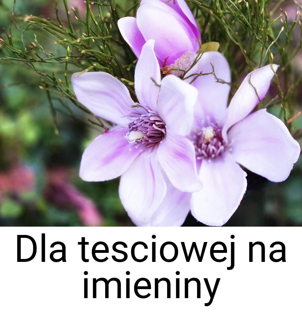 Dla tesciowej na imieniny
