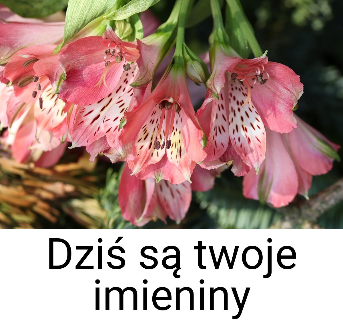 Dziś są twoje imieniny