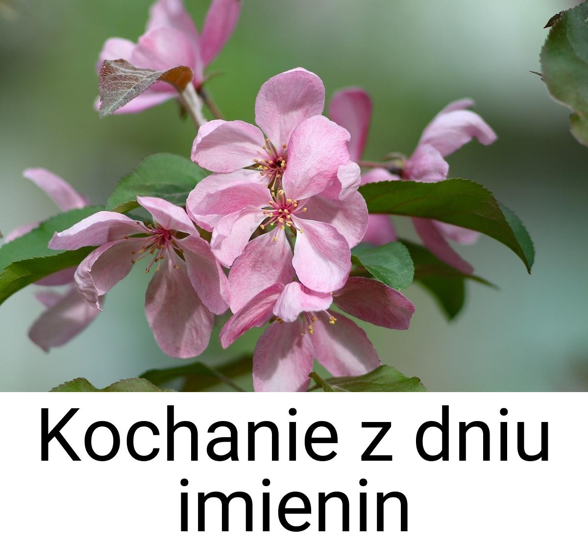 Kochanie z dniu imienin