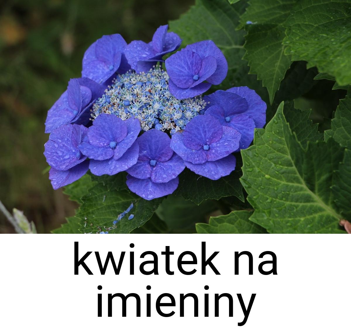 Kwiatek na imieniny