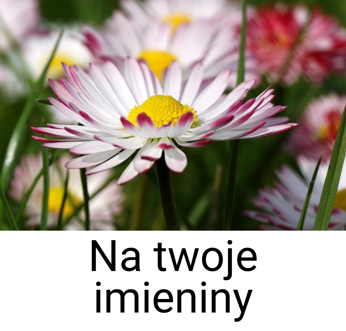 Na twoje imieniny