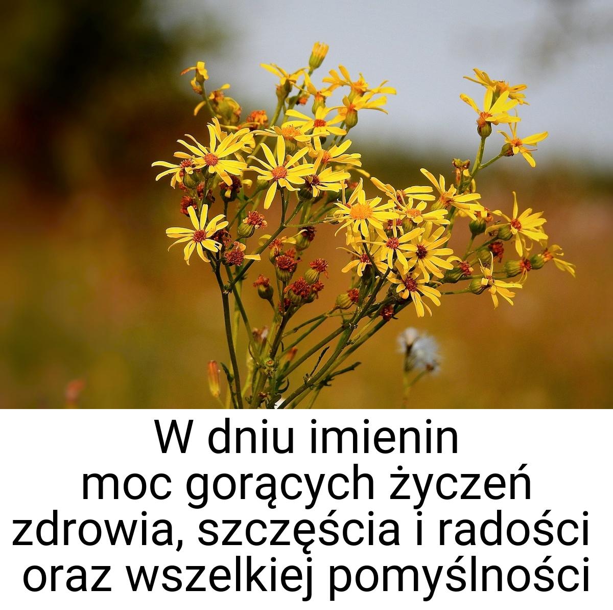 W dniu imienin moc gorących życzeń zdrowia, szczęścia i