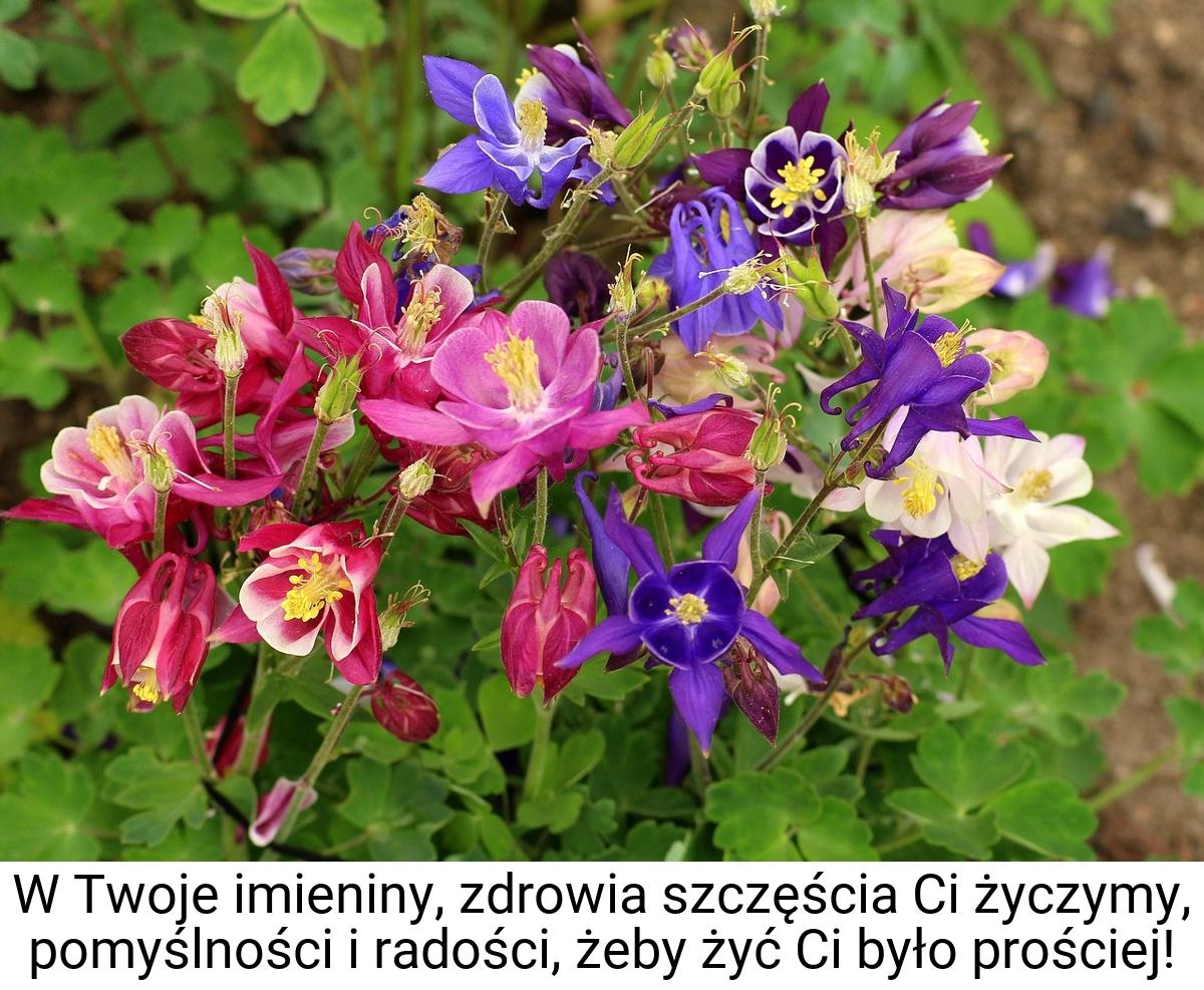 W Twoje imieniny, zdrowia szczęścia Ci życzymy, pomyślności