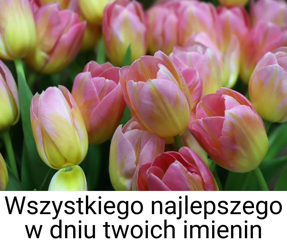 Wszystkiego najlepszego w dniu twoich imienin