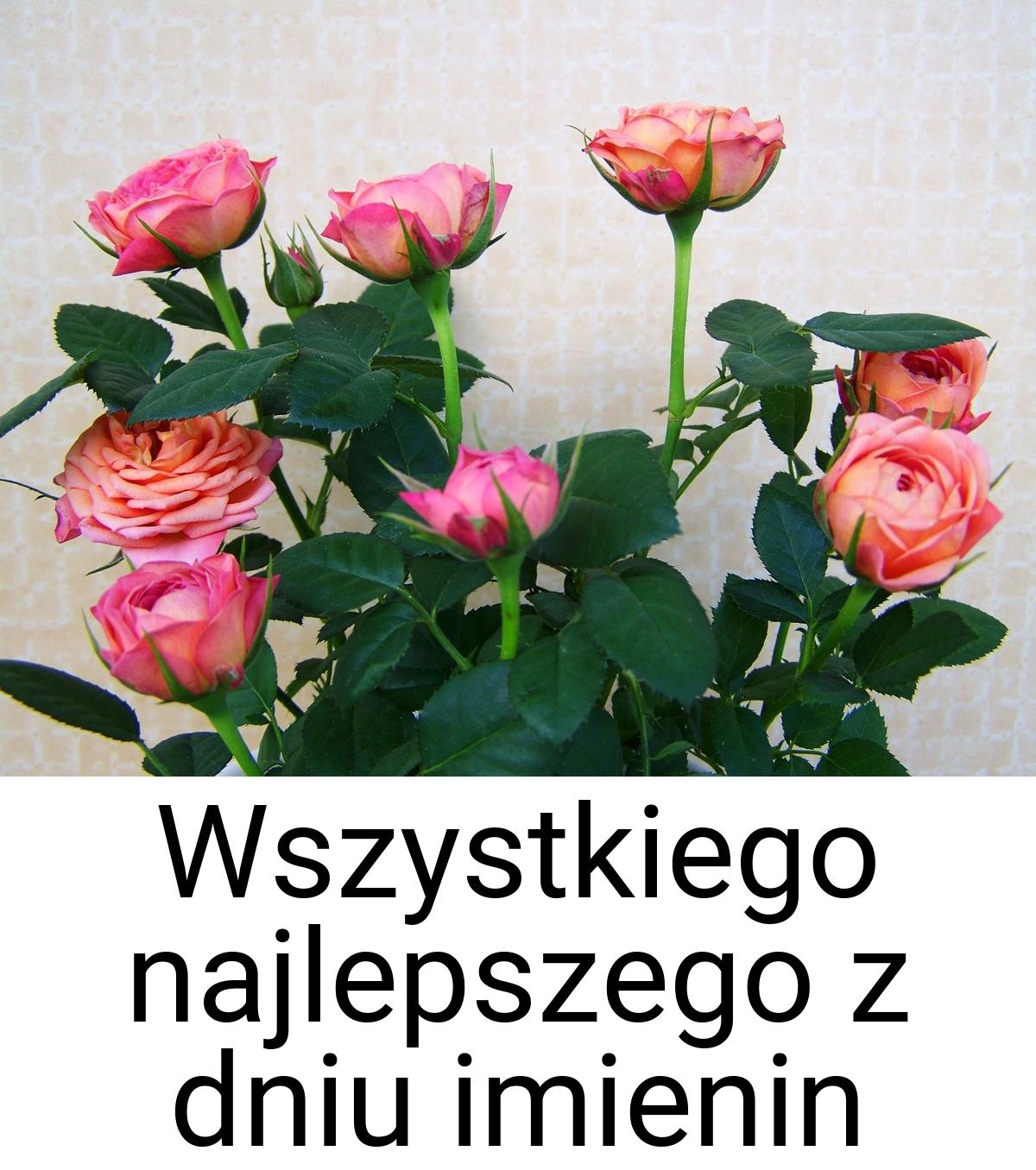 Wszystkiego najlepszego z dniu imienin