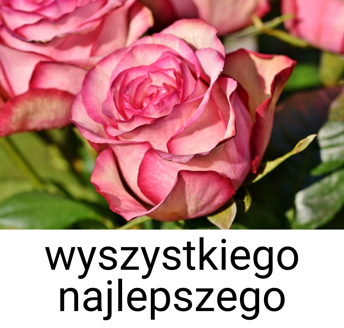 Wyszystkiego najlepszego