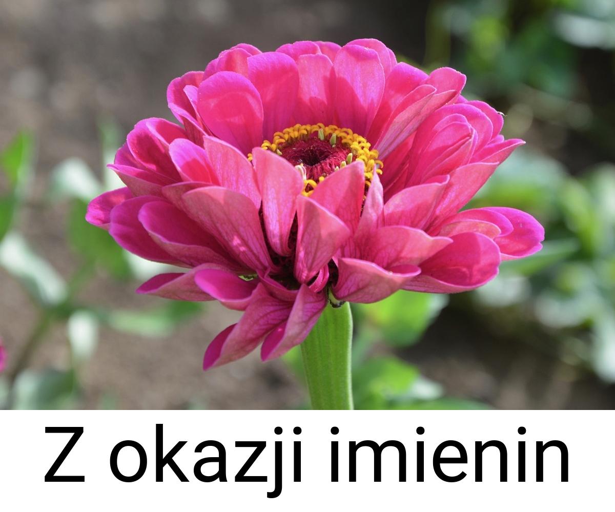 Z okazji imienin