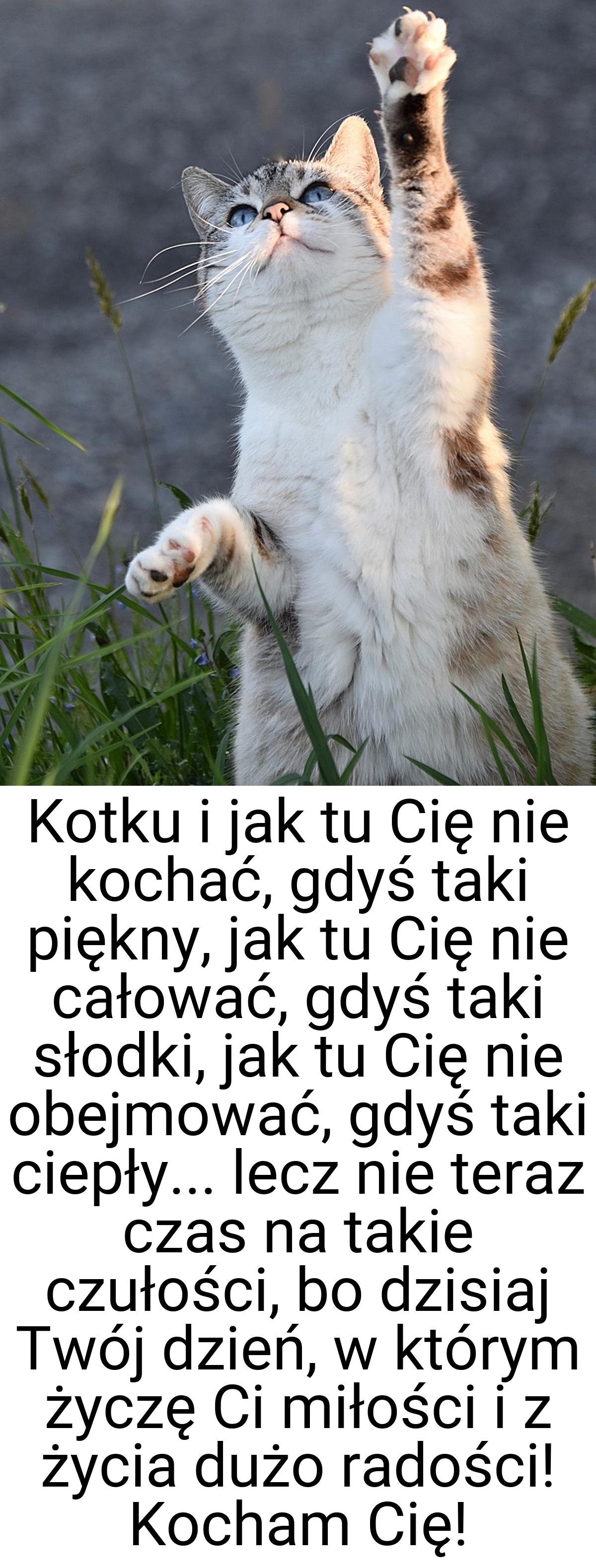 Kotku i jak tu Cię nie kochać, gdyś taki piękny, jak tu Cię