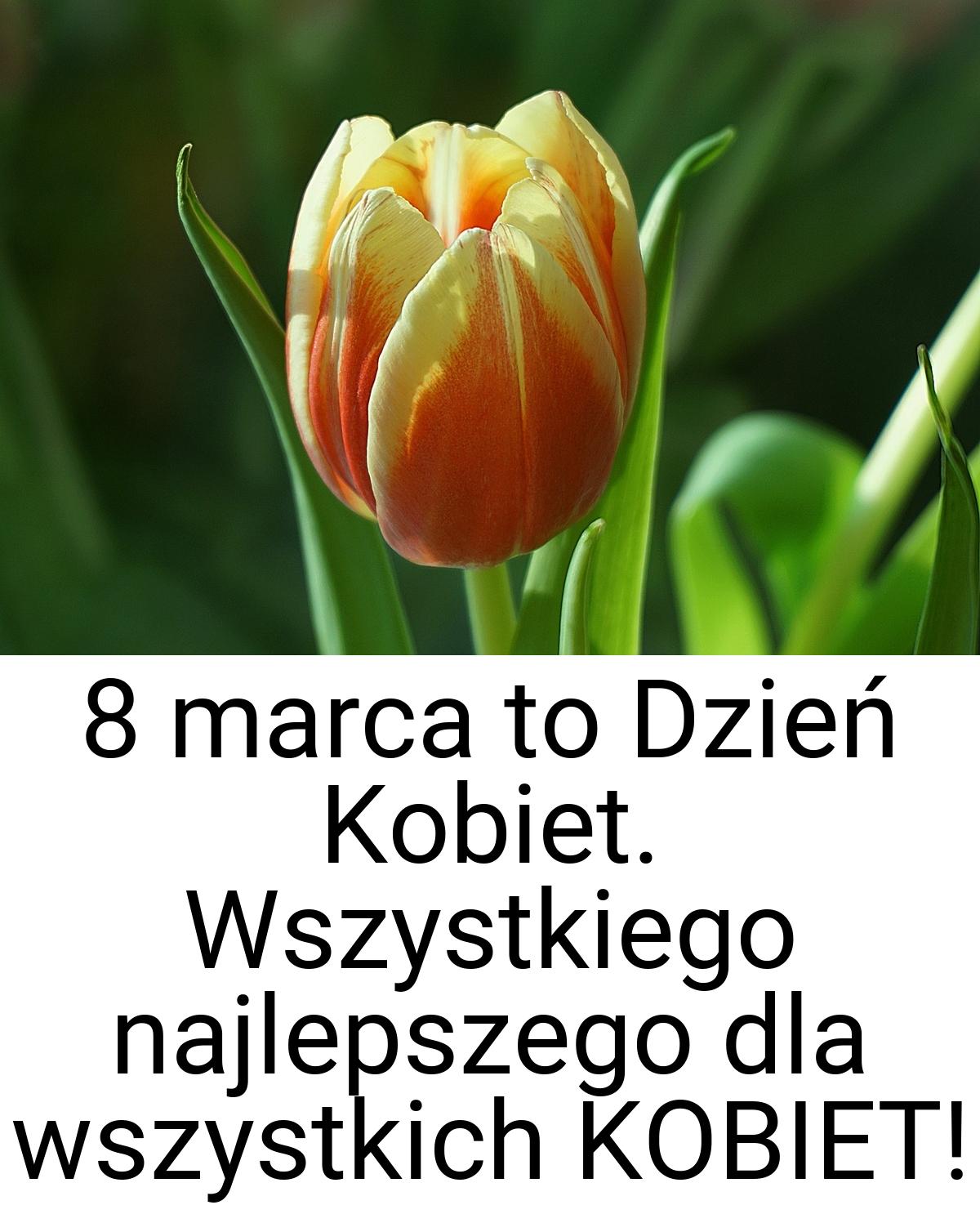 8 marca to Dzień Kobiet. Wszystkiego najlepszego dla