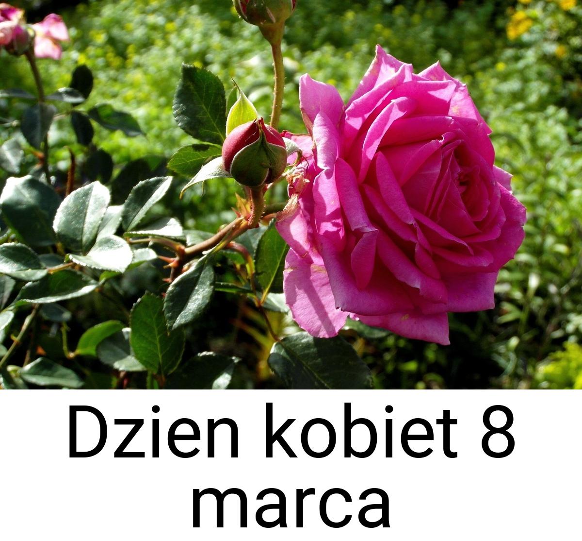 Dzien kobiet 8 marca