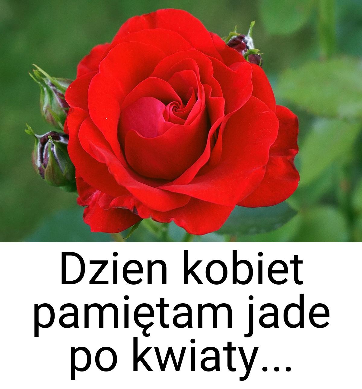 Dzien kobiet pamiętam jade po kwiaty